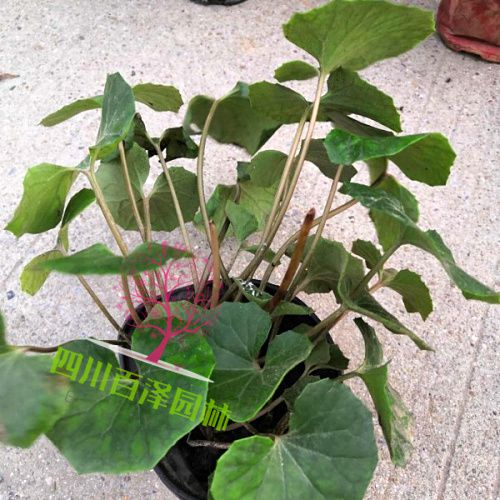 大吳風(fēng)草