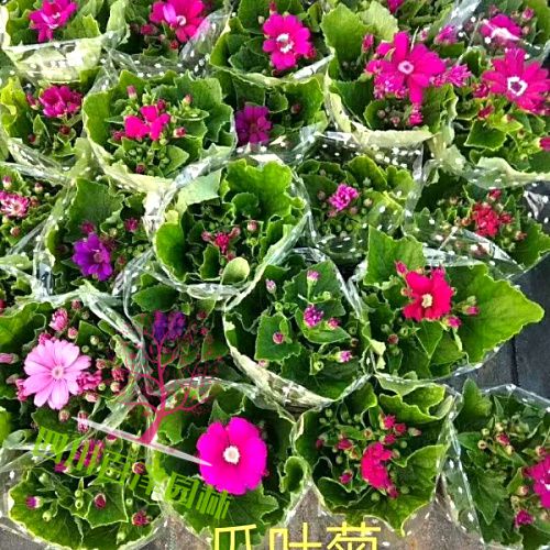 瓜葉菊
