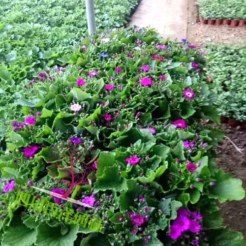 瓜葉菊