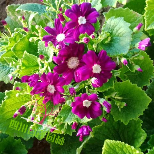 瓜葉菊