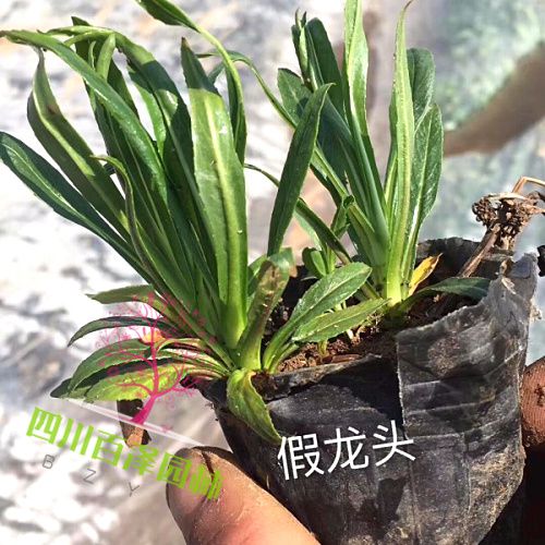 假龍頭
