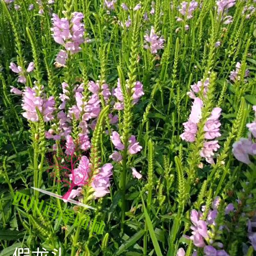 假龍頭