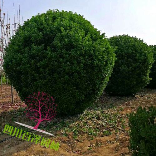 大葉黃楊球