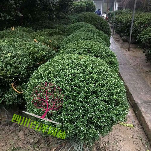龜甲冬青球