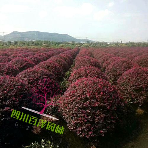 紅花檵木球