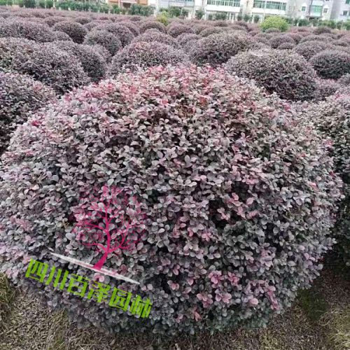 紅花檵木球