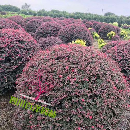 紅花檵木球