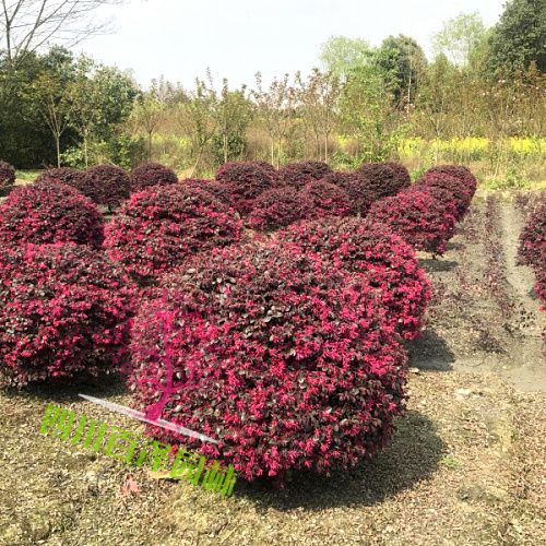 紅花檵木球