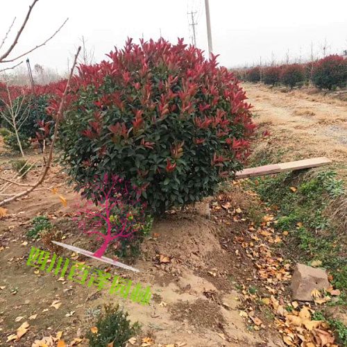 紅葉石楠球