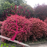 紅葉石楠球