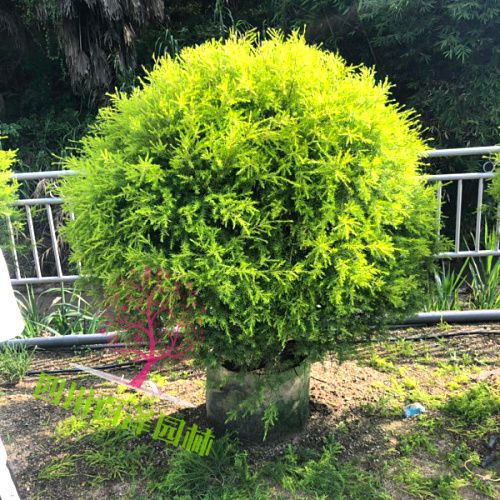 黃金香柳球