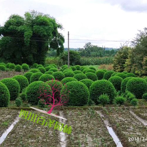 毛葉丁香球
