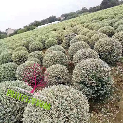 銀姬小蠟球