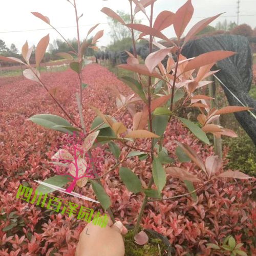 紅花繼木