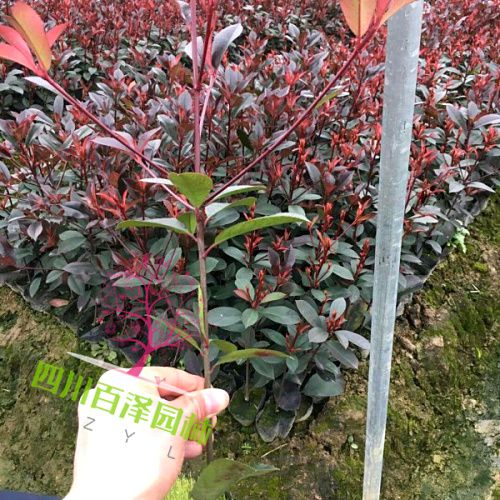 紅花繼木