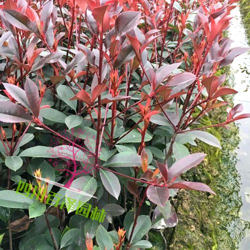 紅花繼木