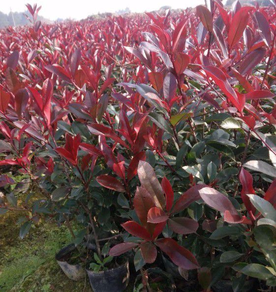 紅葉石楠