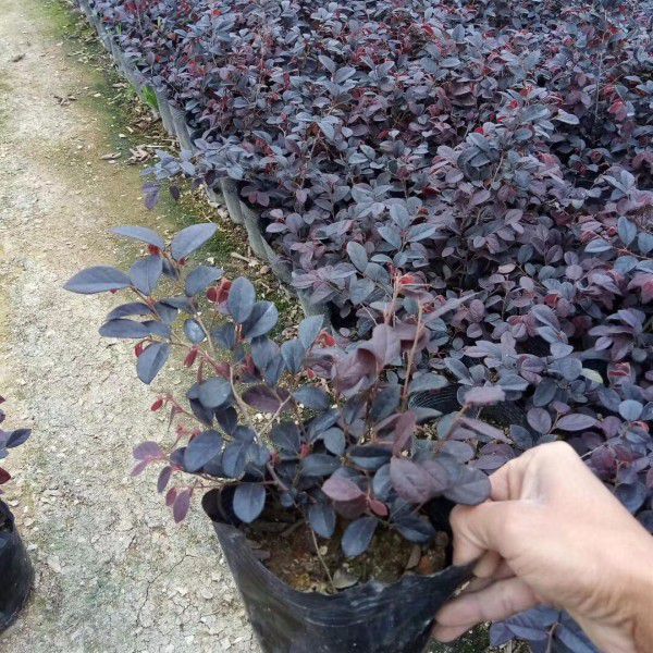 紅花繼木