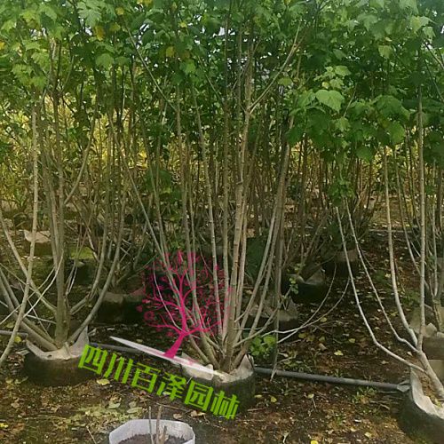 木芙蓉圖片