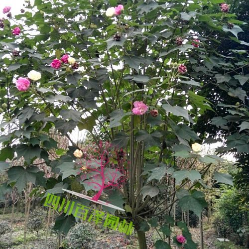 木芙蓉圖片