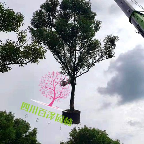 小葉香樟