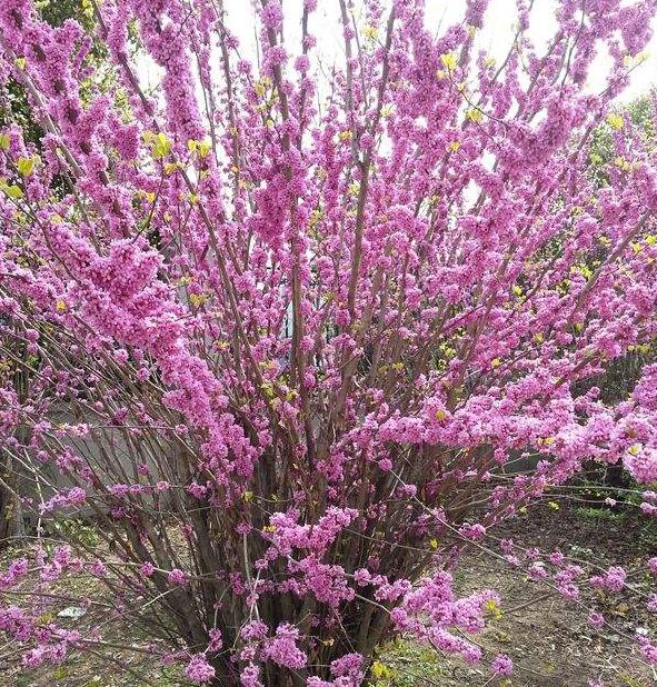 叢生紫荊