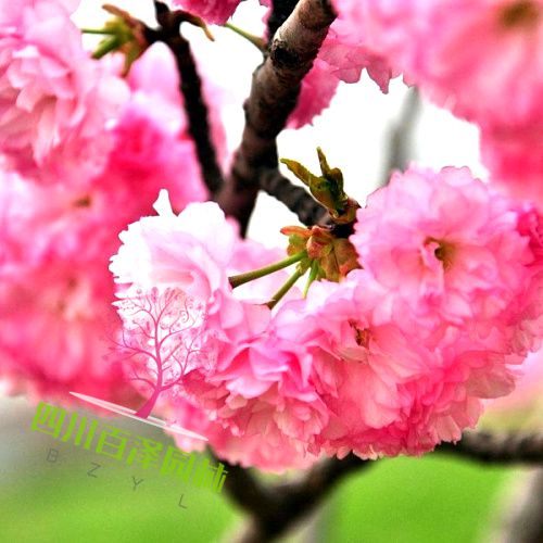 櫻花基地