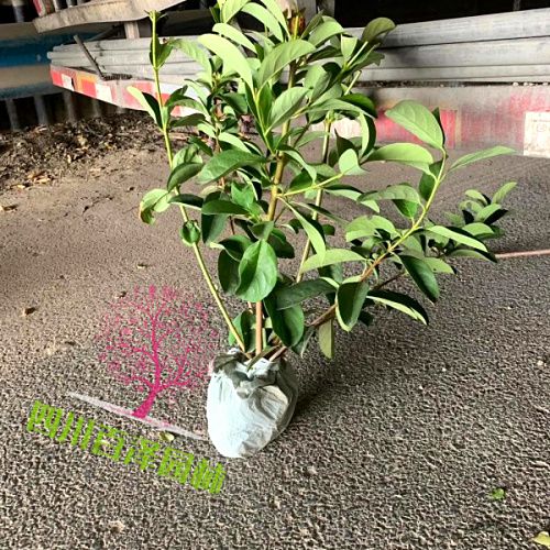 歐洲莢蒾
