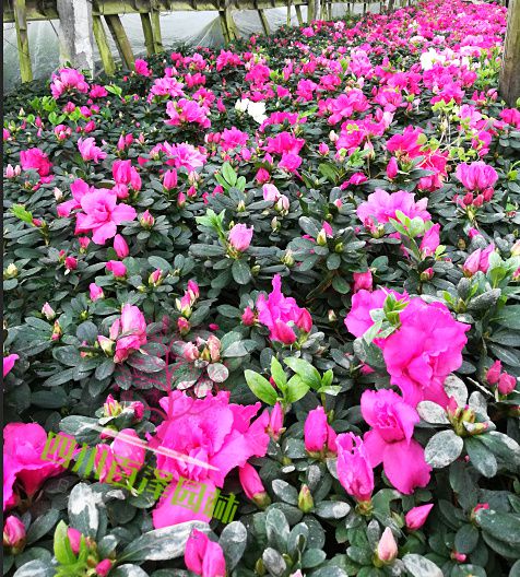 杜鵑花栽植圖片