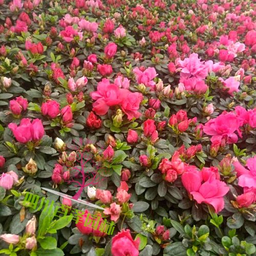 杜鵑花高清圖片