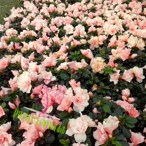 杜鵑開花圖片