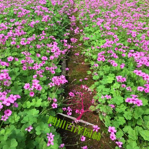 紅花雜醬草花海圖片