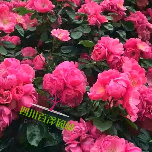 豐花月季