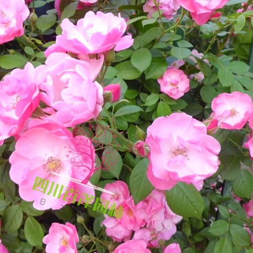 豐花月季