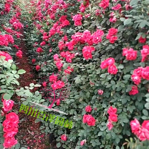 豐花月季