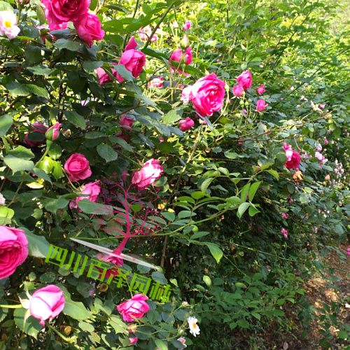 豐花月季