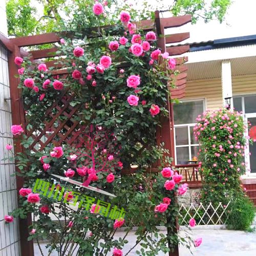 豐花月季