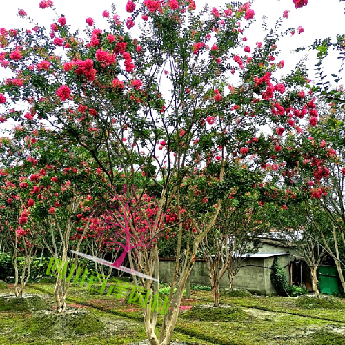 紫薇基地