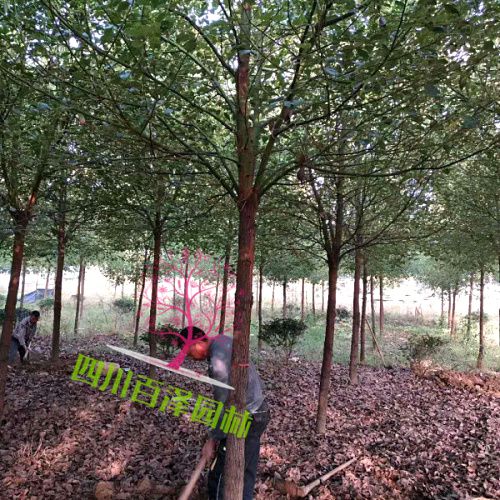 小葉香樟圖片