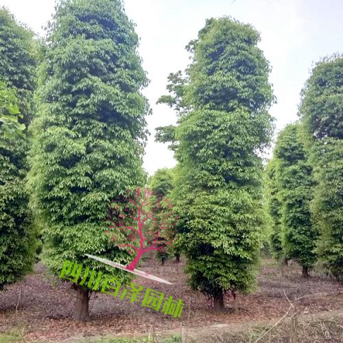 小葉楨楠圖片