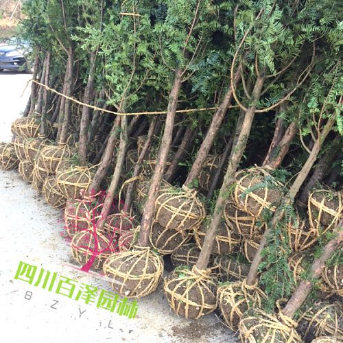 紅豆杉圖片