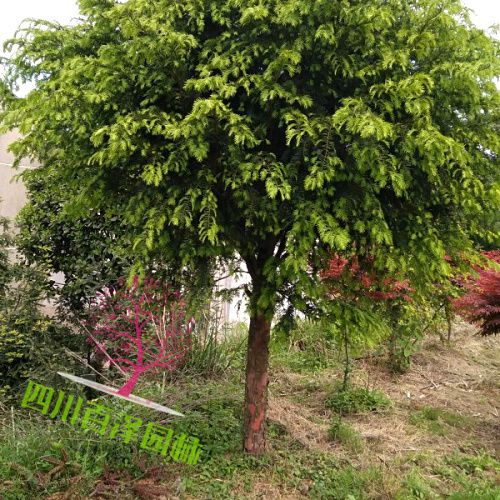 紅豆杉基地圖片