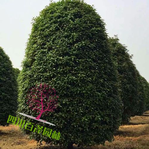 15公分桂花圖片