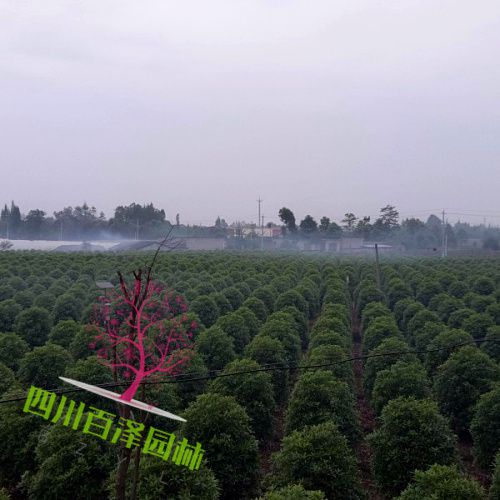 綠化苗木圖片