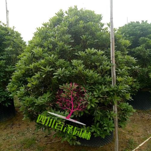 楊梅樹基地圖片