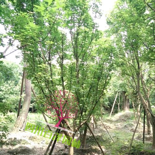 叢生元寶楓圖片