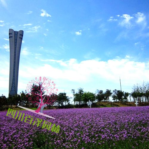 馬鞭草價(jià)格表