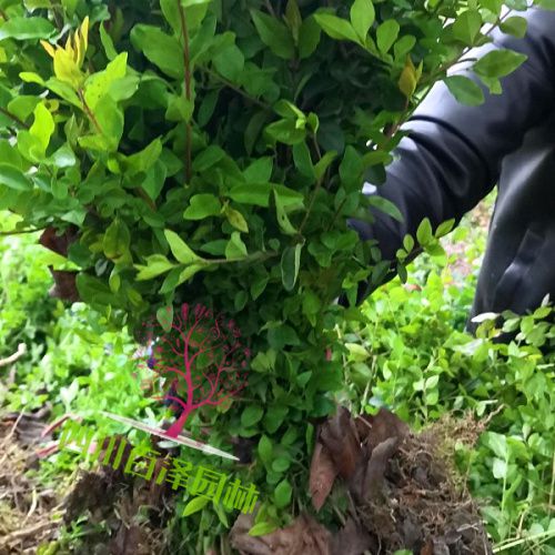 毛葉丁香價(jià)格