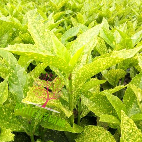 成都灑金珊瑚批發(fā)價(jià)格