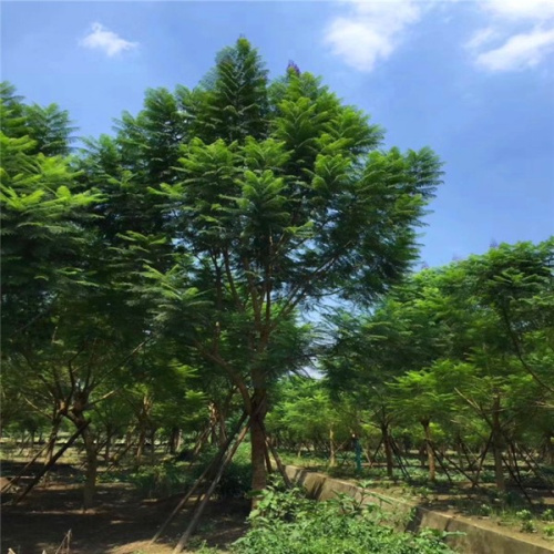 藍(lán)花楹